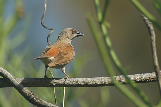 Grey-Headed Sparrow.JPG